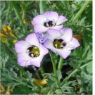Neysastore Bird's Eyes (Gilia Tricolor)- 200 Seeds