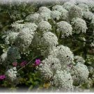 Neysastore Bishop's Flower (Ammi Majus)- 500 Seeds