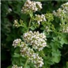 Neysastore Oregano (Origanum Vulgare)- 100 Seeds