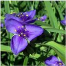Neysastore Ohio Spiderwort (Tradescantia Ohiensis)- 50 seeds