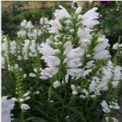 Neysastore Obedient Plant (Physostegia Virginiana White)- 50 seeds