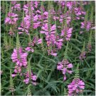 Neysastore Obedient Plant (Physostegia Virginiana )-Pink- 50 seeds