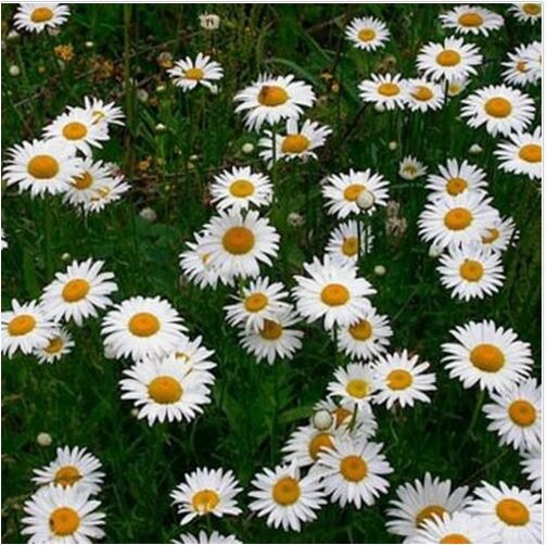 Neysastore Ox-Eyed Daisy- Chrysanthemum Leucanthemum- 100 seed