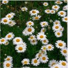 Neysastore Ox-Eyed Daisy- Chrysanthemum Leucanthemum- 100 seed