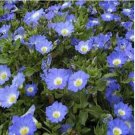 Neysastore Nolana- Chilean Bellflower- Blue- 50 Seeds