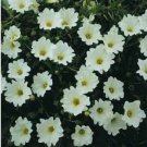 Neysastore Nolana- Chilean Bellflower- White- 50 Seeds