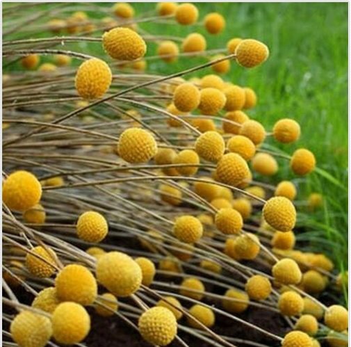 Neysastore Billy Buttons (Craspedia Globosa)- 50 Seeds