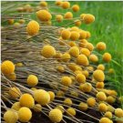 Neysastore Billy Buttons (Craspedia Globosa)- 50 Seeds