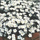 Neysastore Nierembergia- Hippomanica -White Robe- 100 seeds