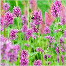 Neysastore Betony (Stachys Officinalis)- 50 Seeds