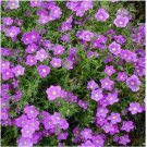 Neysastore Nierembergia- Hippomanica -Purple Robe- 100 seeds