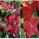 Neysastore Nicotiana Alata -Crimson Bedder- 100 seeds