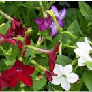 Neysastore Nicotiana Alata -Heirloom Mix- 100 seeds