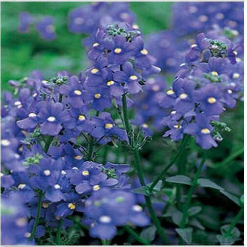 Neysastore Nemesia Strumosa -Blue Gem- 100 seeds