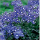 Neysastore Nemesia Strumosa -Blue Gem- 100 seeds
