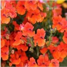 Neysastore Nemesia Strumosa -Orange Prince- 100 seeds