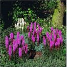 Neysastore Blazing Star- Gayfeather- 100 Seeds