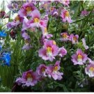 Neysastore Butterfly Orchid Flower- Angel Wings-Schizanthus - Mix colors-100 Seeds