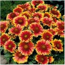 Neysastore Blanket Flower (Gaillardia Aristata) -100 Seeds