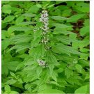 Neysastore Motherwort (Leonurus Cardiaca)- 50 seeds