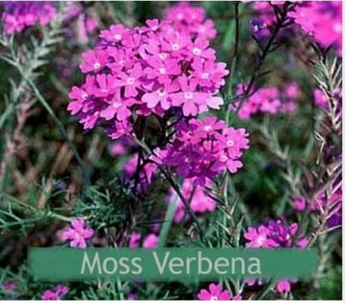 Neysastore Moss Verbena (Verbena Tenuisecta)- 200 seeds