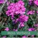 Neysastore Moss Verbena (Verbena Tenuisecta)- 200 seeds