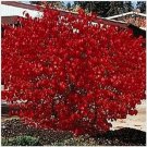 Neysastore Burning Bush (Kochia Trichophylla)- 50 Seeds