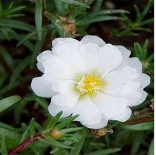 Neysastore Moss Rose (Portulaca Grandiflora) White - 200 seeds