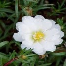 Neysastore Moss Rose (Portulaca Grandiflora) White - 200 seeds