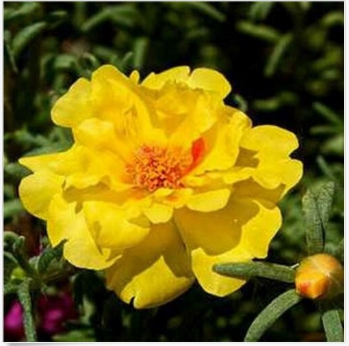 Neysastore Moss Rose (Portulaca Grandiflora)- Yellow - 200 seeds