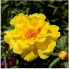 Neysastore Moss Rose (Portulaca Grandiflora)- Yellow - 200 seeds