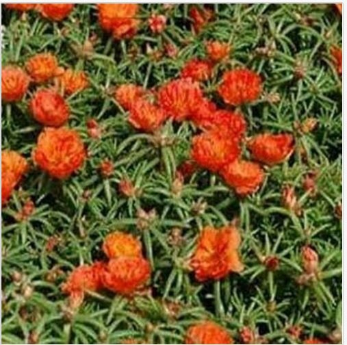 Neysastore Moss Rose (Portulaca Grandiflora)- Orange - 200 seed