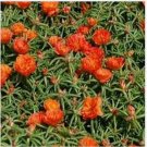 Neysastore Moss Rose (Portulaca Grandiflora)- Orange - 200 seed
