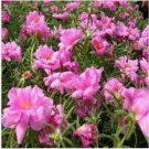 Neysastore Moss Rose (Portulaca Grandiflora)- Pink - 200 seeds