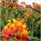 Neysastore Butterfly-Tropical Milkweed (Asclepias Curassavica)- 100 Seeds