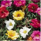 Neysastore Moss Rose (Portulaca Grandiflora)- Mixed Colors- 200 seeds