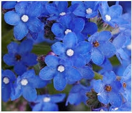 Neysastore Bugloss (Anchusa Capensis Blue Angel)- 50 Seeds