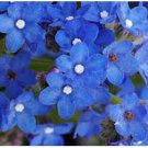 Neysastore Bugloss (Anchusa Capensis Blue Angel)- 50 Seeds