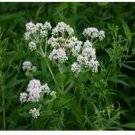 Neysastore Boneset- (Eupatorium Perfoliatum)- 100 Seeds
