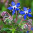 Neysastore Borage (Borago Officinalis) - 50 Seeds