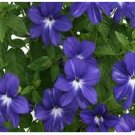 Neysastore Browalia- Americana- 100 Seeds