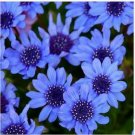 Neysastore Blue Daisy (Felicia Heterophylla Blue)- 25 Seeds