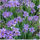Neysastore Blue-eyed Grass (Sisyrinchium bellum)- 100 Seeds