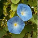 Neysastore Morning Glory- Heavenly Blue- 100 Seeds