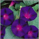 Neysastore Morning Glory- Grandpa Ott- 100 Seeds