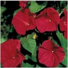 Neysastore Morning Glory- Scarlet O'hara- 100 Seeds