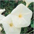 Neysastore Morning Glory- Pearly Gates- 50 Seeds