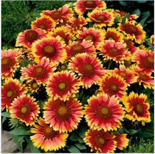Neysastore 100 Seeds Blanket Flower