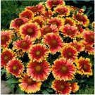 Neysastore 100 Seeds Blanket Flower