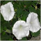 Neysastore Moonflower- 25 Seeds